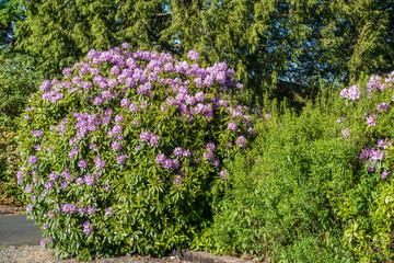 Obraz premium Huge Rhododendrons of Burien 3