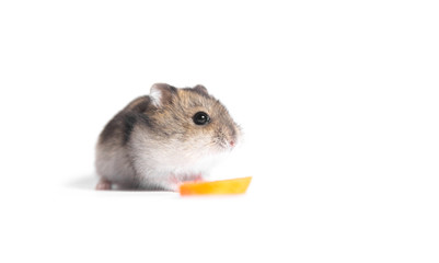 little hamster with piece of carrot