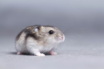 Portrait of a little hamster on grey background