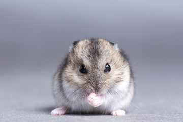 Fototapeta na wymiar Portrait of a little hamster on grey background
