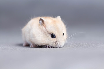 Fototapeta na wymiar Portrait of a little hamster on grey background