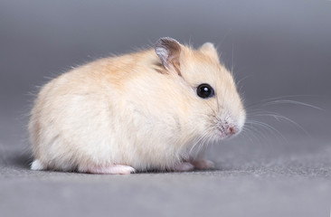 Portrait of a little hamster on grey background