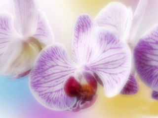 Illustration pink Orchideen