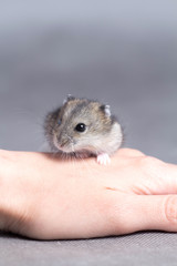 little hamster in the hands of women