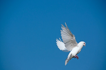 Dove with extended wings