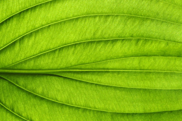  green leaf texture