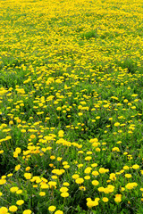 Obraz premium dandelions in the meadow