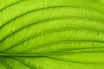 green leaf texture