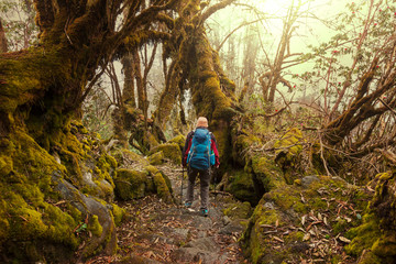Obraz premium Hike in Nepal jungle