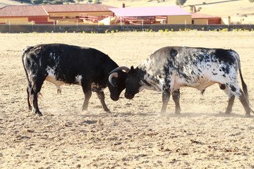 Toros en el campo