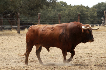 Toro en el campo