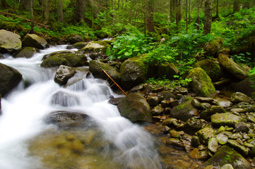 Mountain river in the green forest