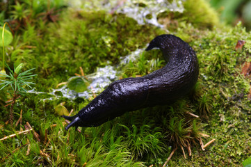 slug in forest