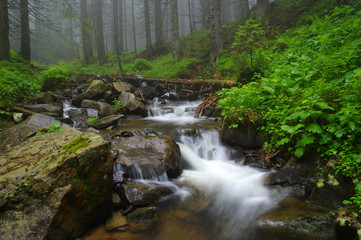 Obraz premium Zatoczka w lesie