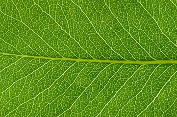  green leaf texture