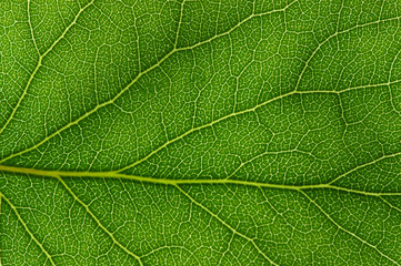  green leaf texture