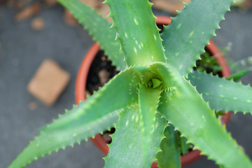 aloe vera blurry nature background