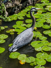 Heron Fishing in a Pond / A heron goes fishing among the lily pads in a pond.