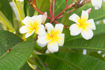 Fototapeta premium Blooming Plumeria flower