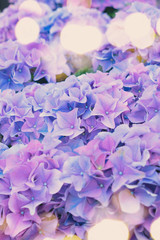 violet and blue   hortensia flowers