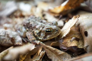 Eastern American Toad