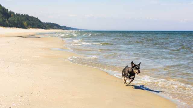 Empty Baltic beach with small mongrel dog running happy on the sand. 
