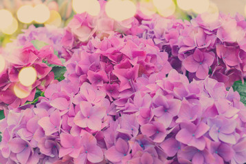Violet hortensia flowers