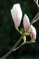 Tissu par mètre Magnolia Magnolie