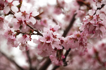 Pink cherry blossoms in garden outdoors close up