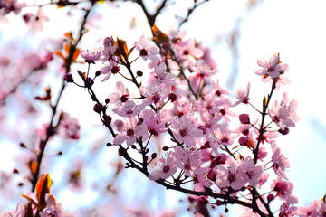 Cheery Tree Flower Spring