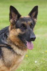 Close up: muzzle of  German shepherd dog outside at summer