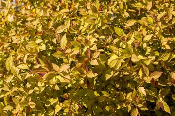 close up on Spiraea japonica Goldflame