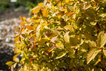 close up on Spiraea japonica Goldflame