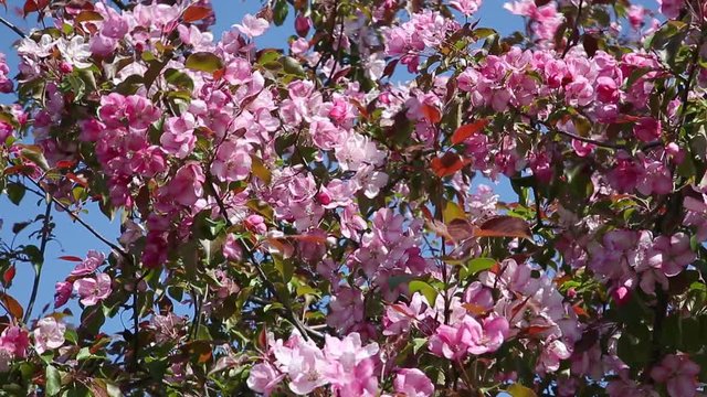 Apple tree with pink flowers against the blue sky, wind shakes branches