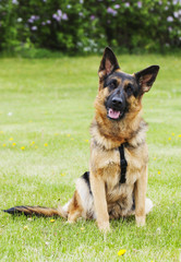 German shepherd dog outside at summer