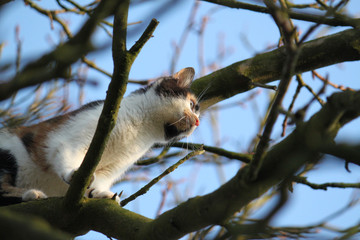 Katze im Baum