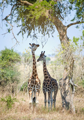 Giraffes hid from the sun in an acacia shadow. Under a shining sun two giraffes stand at a tree. Rothschild Giraffes  (Giraffa camelopardalis)