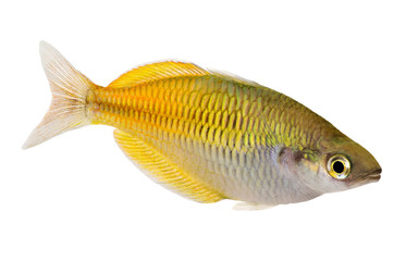 Fototapeta premium Boeseman's rainbowfish Melanotaenia boese mani tropical aquarium fish 
