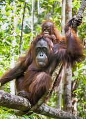 Mother and cub orangutan (Pongo pygmaeus). The close up portrait © Uryadnikov Sergey