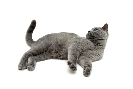 gray kitten lies on a white background