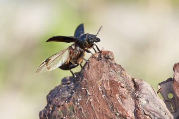 Beetle takes off. Flies.