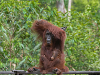 Baby orangutan hugging his mother sitting beside her (Tanjung Puting National Park, Indonesia, Borneo / Kalimantan)