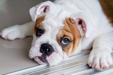 english bulldog