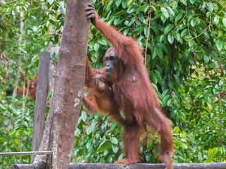 Naklejka premium Mother orangutan with her baby standing on a log and plans to climb a tree on a background of green leaves (Tanjung Puting National Park, Indonesia, Borneo / Kalimantan)
