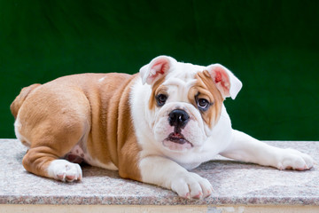 english bulldog