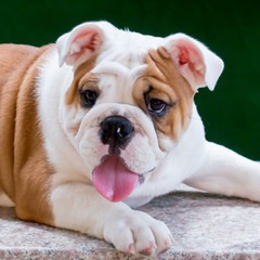english bulldog