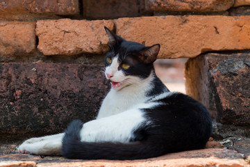 Black Cats sit crouched on the floor with cement bricks stance. © chaiviewfinder
