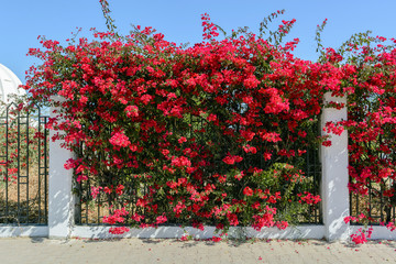 Beautiful Branch with red flowers of Bougainvillea in Africa