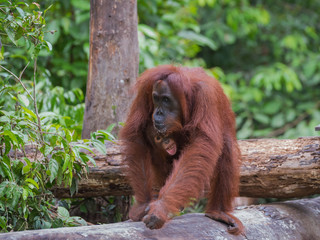 Baby orangutan sparkles happy smile, clinging to his mother (Indonesia, Borneo / Kalimantan)