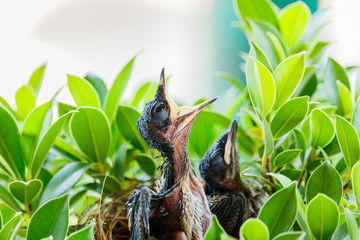  hungry Baby birds  in a nest wanting the mother bird to come an